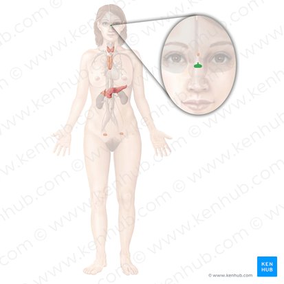 Pituitary gland (Glandula pituitaria); Image: Begoña Rodriguez