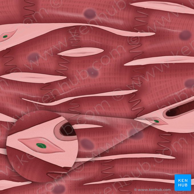 Nucleus fibroblasti (Fibroblastenzellkern); Bild: Tal Bavli Ziv