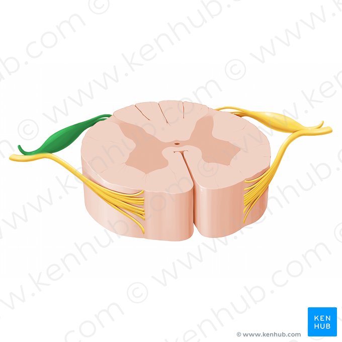 Raíz posterior del nervio espinal (Radix posterior nervi spinalis); Imagen: Paul Kim