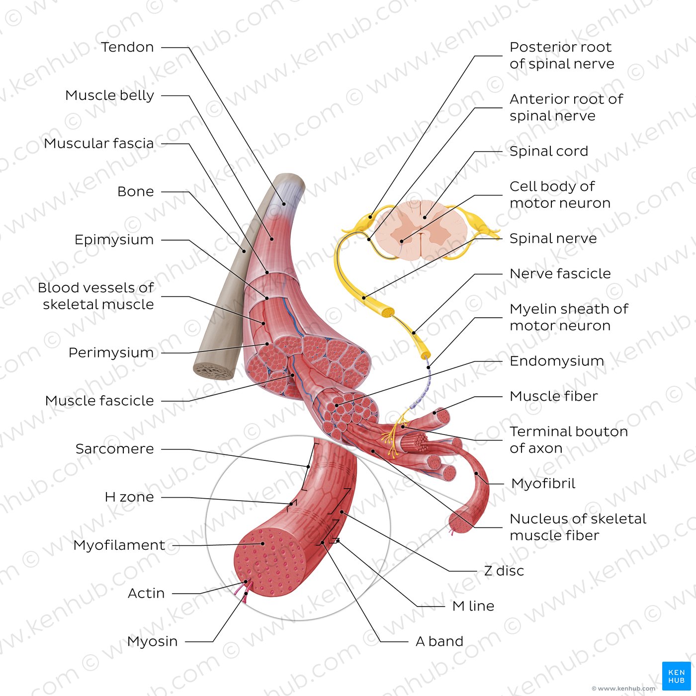 Structure of skeletal muscle
