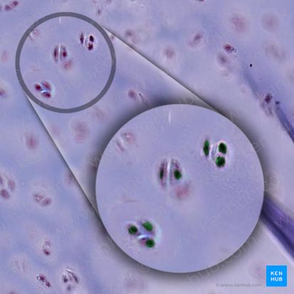 Nucleus of chondrocyte (Nucleus chondrocyti); Image: 