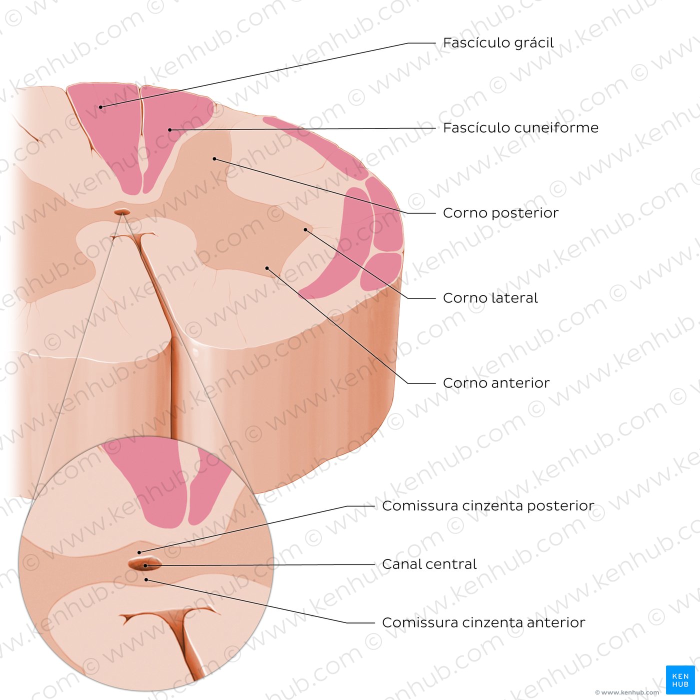 Medula espinhal: Morfologia interna