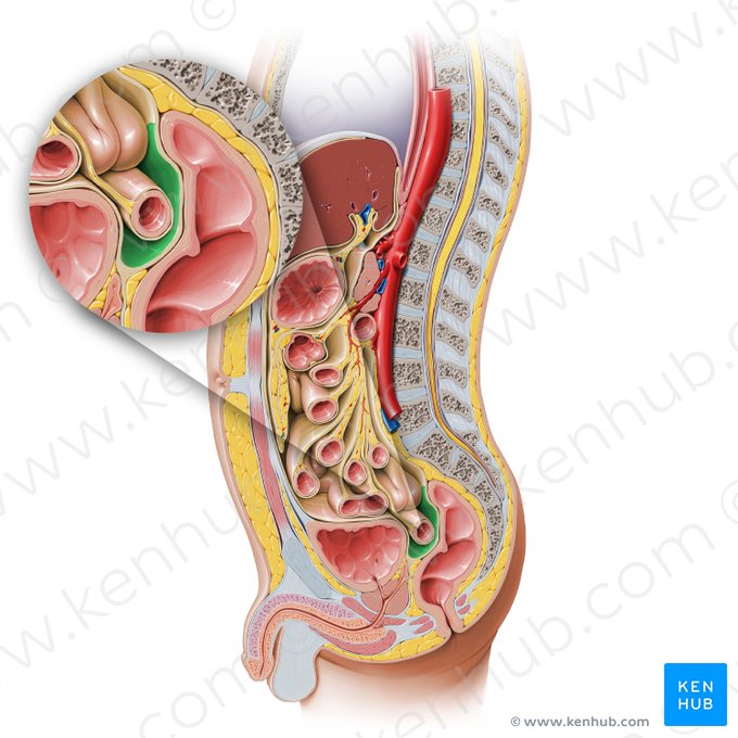 Rectovesical pouch (Excavatio rectovesicalis); Image: Paul Kim