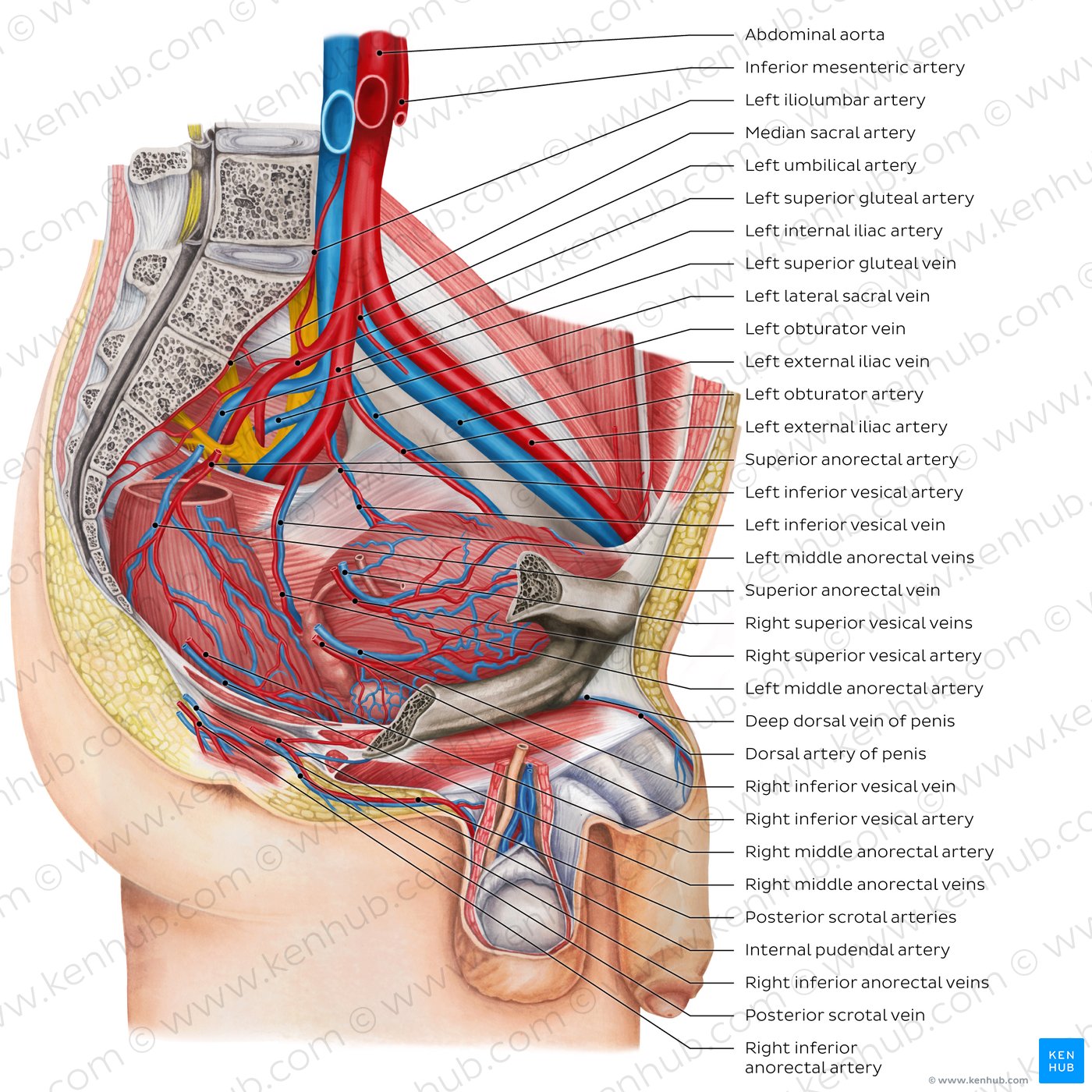 Blood vessels of the male pelvis (overview diagram)