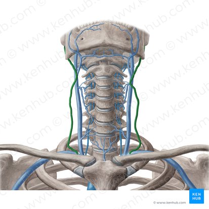 Vena jugularis externa (Äußere Drosselvene); Bild: Yousun Koh
