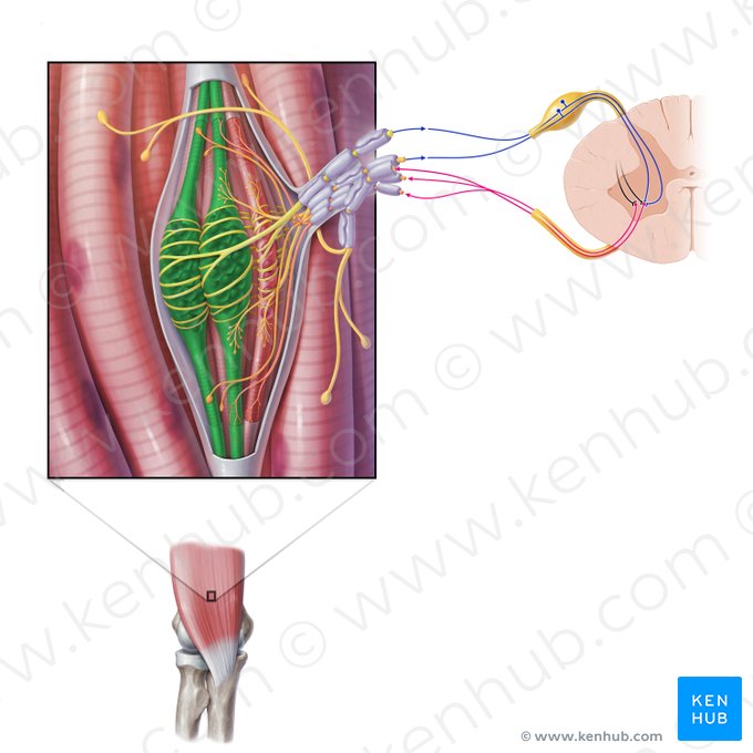 Fibra de saco nuclear (Myofibra sacculiformis); Imagen: Paul Kim