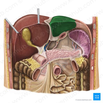 Left lobe of liver (Lobus sinister hepatis); Image: Irina Münstermann