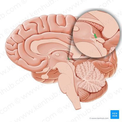 Habenular commissure (Commissura habenularum); Image: Paul Kim
