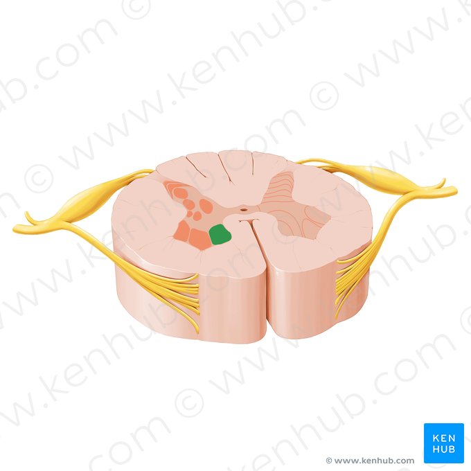 Núcleos motores mediales de la médula espinal (Nuclei motorii mediales nervorum spinalium); Imagen: Paul Kim