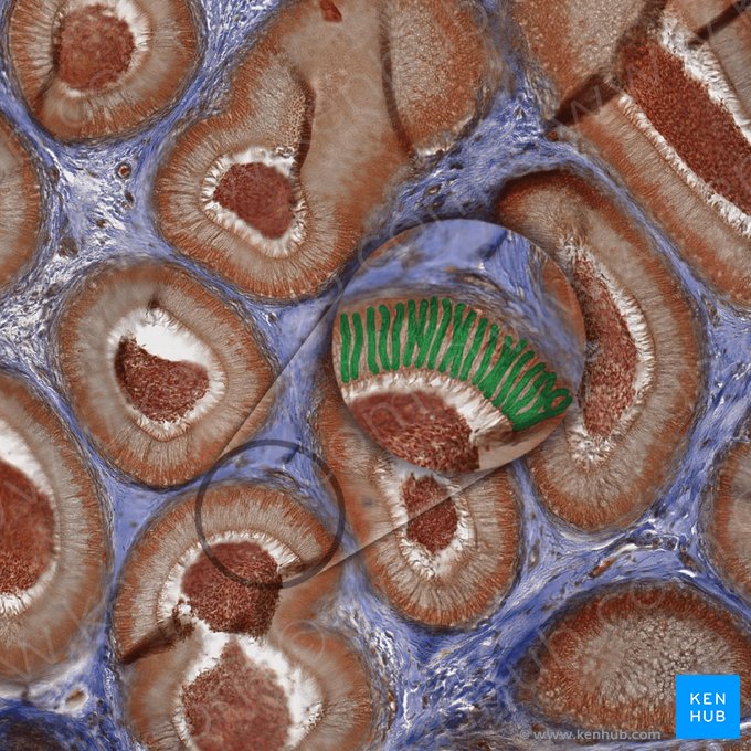 Principal cells; Image: 