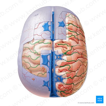 Superior cerebral veins (Venae superiores cerebri); Image: Paul Kim
