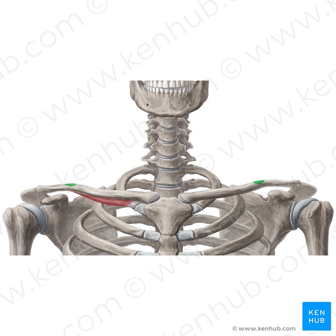 Conoid tubercle of clavicle (Tuberculum conoideum claviculae); Image: Yousun Koh