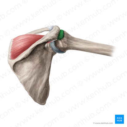 Bursa subdeltoidea & Bursa subacromialis (Subdeltoidaler und subakromialer Schleimbeutel); Bild: Yousun Koh