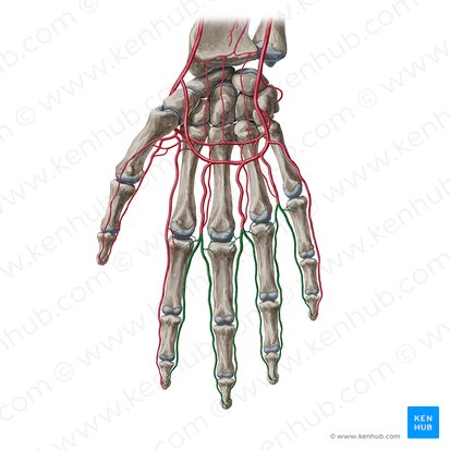 Proper palmar digital arteries (Arteriae digitales palmares propriae); Image: Yousun Koh