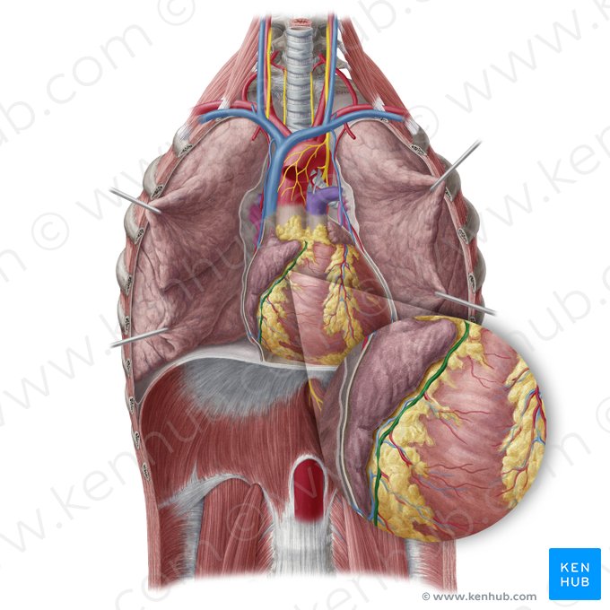 Arteria coronaria dextra (Rechte Herzkranzarterie); Bild: Yousun Koh