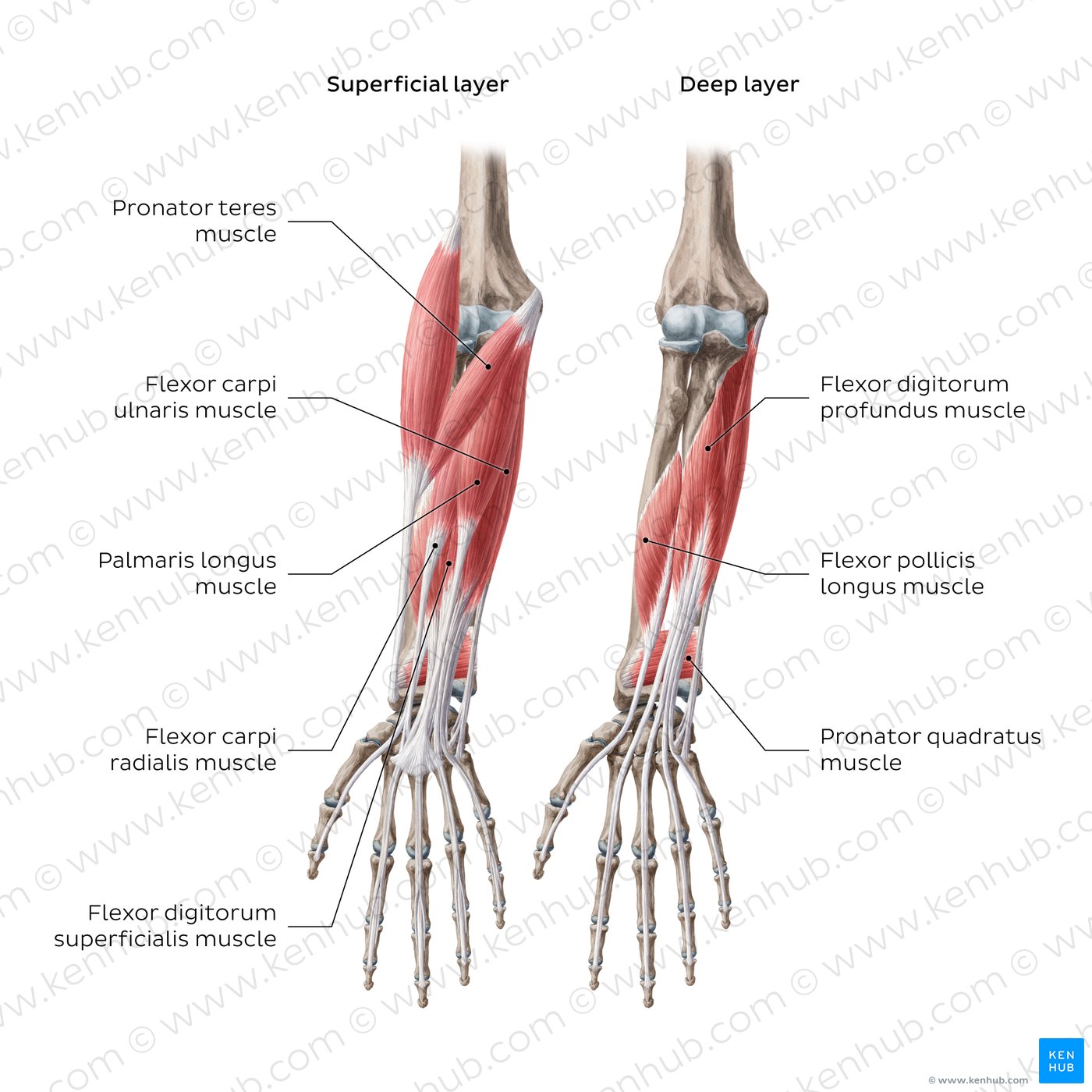 Diagram of the forearm flexors