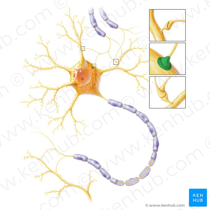 Synapsis axosomatica (Axosomatische Synapse); Bild: Paul Kim