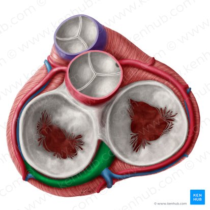 Sinus coronaire (Sinus coronarius); Image : Yousun Koh