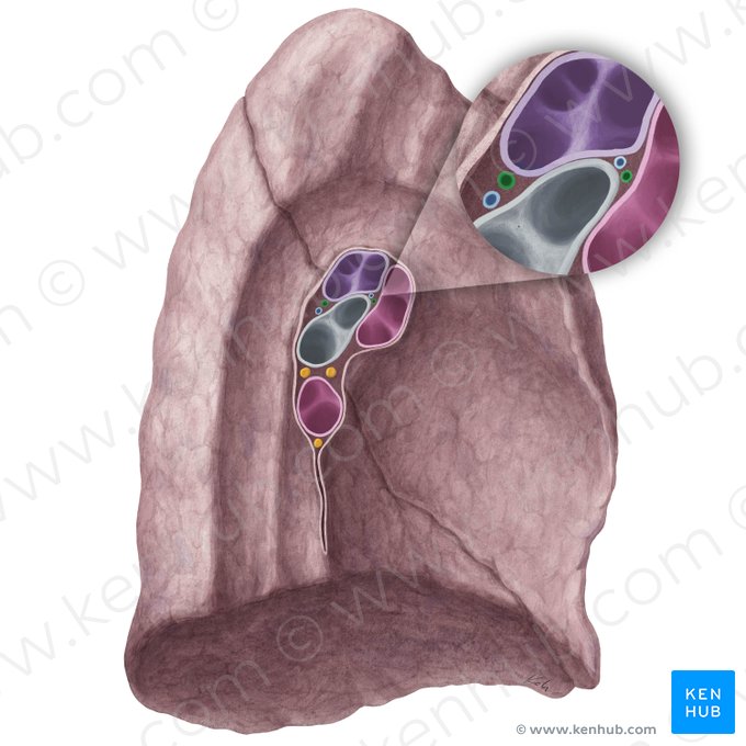 Arteriae bronchiales pulmonis sinistri (Bronchialarterien der linken Lunge); Bild: Yousun Koh