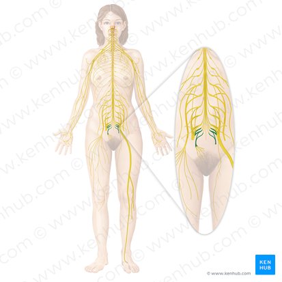 Coccygeal plexus (Plexus coccygeus); Image: Begoña Rodriguez