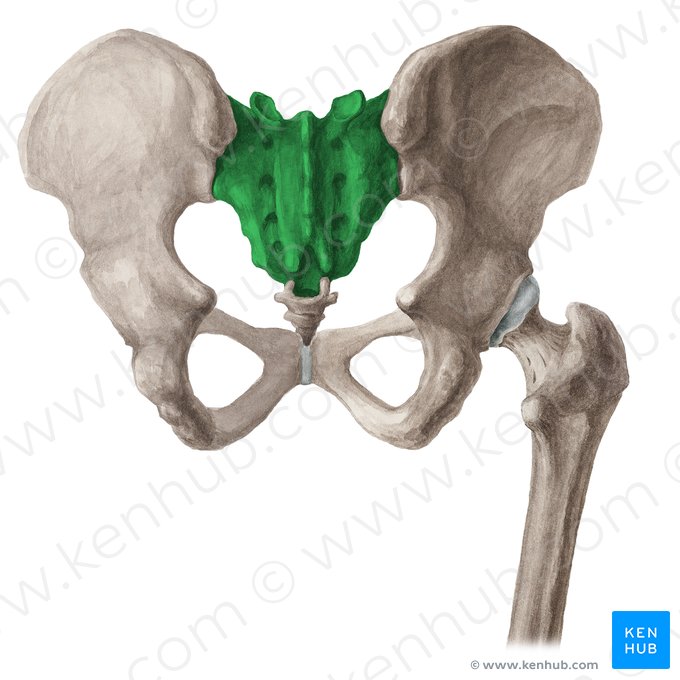 Sacrum (Os sacrum); Image : Liene Znotina