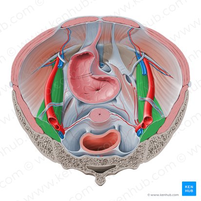 Musculus psoas major (Großer Lendenmuskel); Bild: Paul Kim