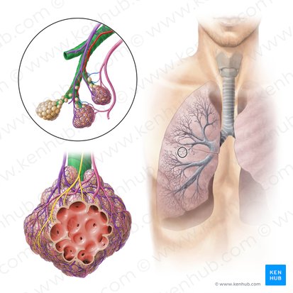 Bronchiole (Bronchiolus); Image: Paul Kim