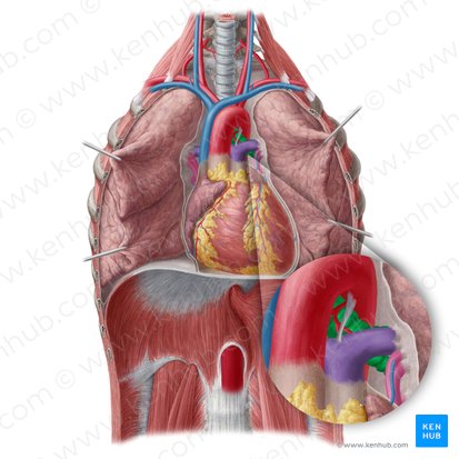 Left main bronchus (Bronchus principalis sinister); Image: Yousun Koh