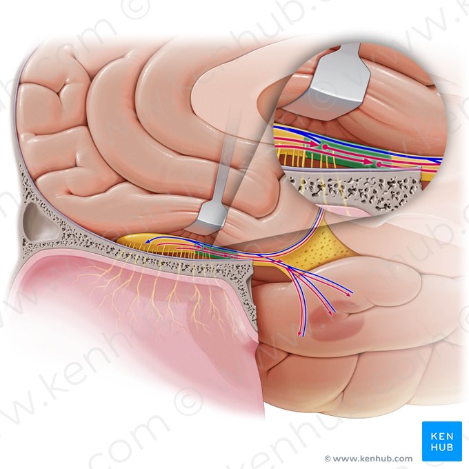 Anterior olfactory nucleus (Nucleus olfactorius anterior); Image: Paul Kim