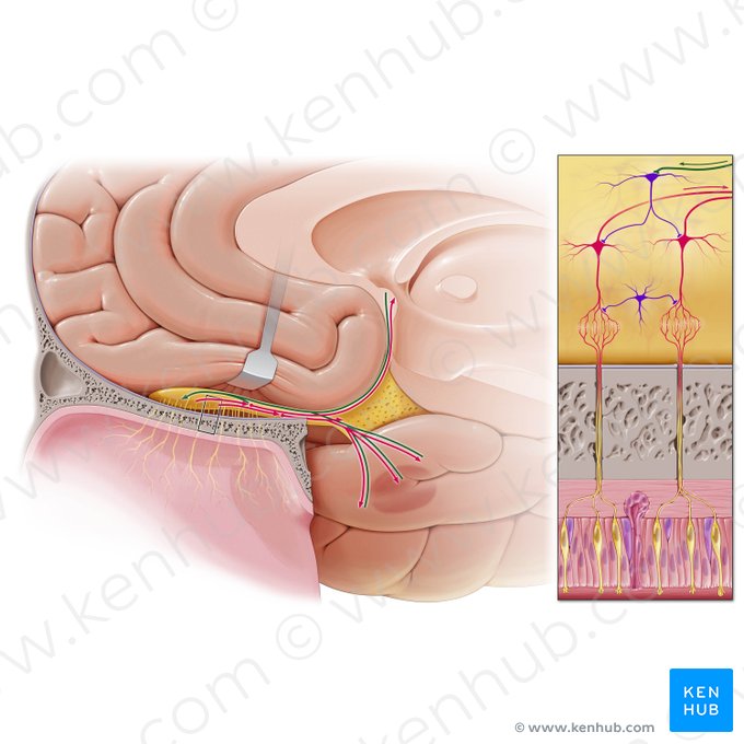 Fibras eferentes del bulbo olfatorio (Neurofibrae efferentes tracti olfactorii); Imagen: Paul Kim