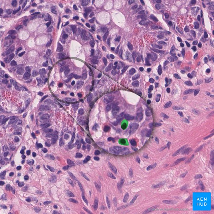 Enteroendocrine cell (Endocrinocytus gastrointestinalis); Image: 