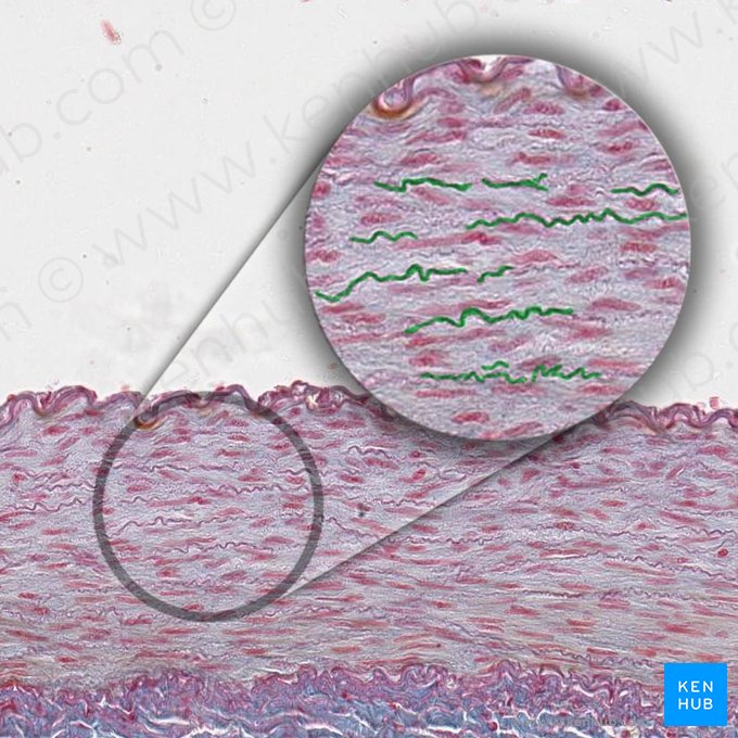 Lamellae elasticae (Elastische Lamellen); Bild: 