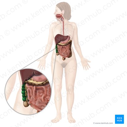 Colon ascendens (Aufsteigender Dickdarm); Bild: Begoña Rodriguez