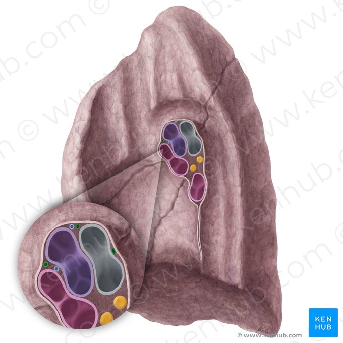 Arteriae bronchiales pulmonis dextri (Bronchialarterien der rechten Lunge); Bild: Yousun Koh