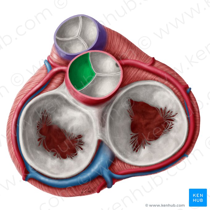 Left coronary leaflet of aortic valve (Valvula coronaria sinistra valvae aortae); Image: Yousun Koh