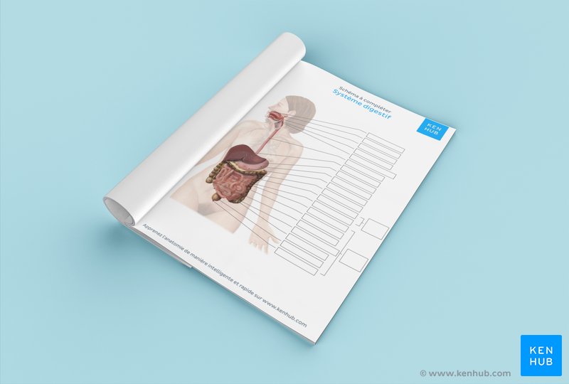 Schéma à compléter du système digestif (fiche de travail PDF à télécharger ci-dessous)