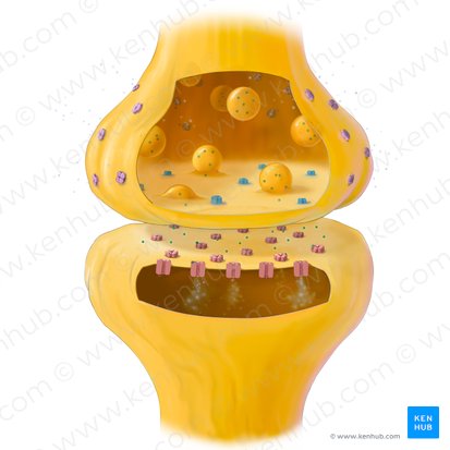 Neurotransmitters (Neurotransmittens); Image: Tal Bavli Ziv