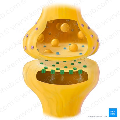 Neuroreceptor; Image: Tal Bavli Ziv