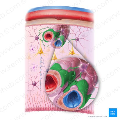 Vascular process of astrocyte (Processus vascularis astrocyti); Image: Paul Kim