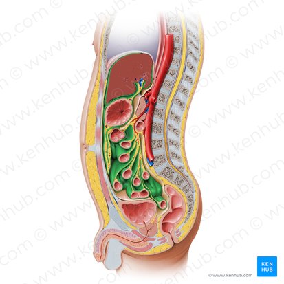 Visceral peritoneum (Peritoneum viscerale); Image: Paul Kim