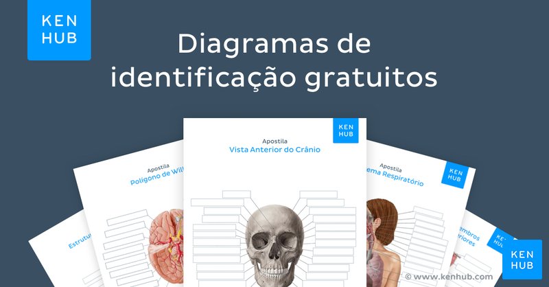 Apostilas de exercícios de anatomia humana