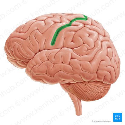 Surco central (Sulcus centralis); Imagen: Paul Kim