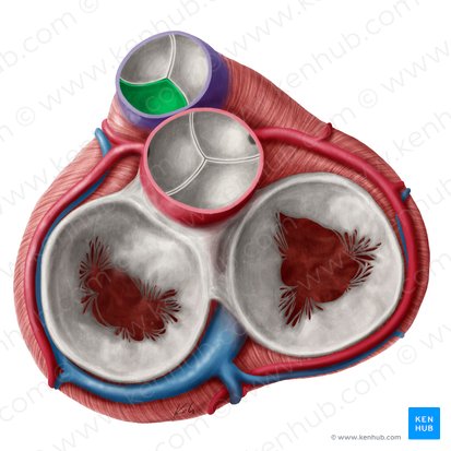 Left semilunar leaflet of pulmonary valve (Valvula semilunaris sinistra valvae trunci pulmonalis); Image: Yousun Koh