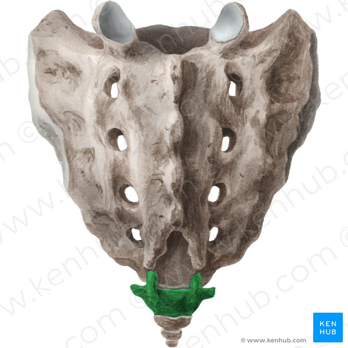 Vertebra Co1; Image: Liene Znotina