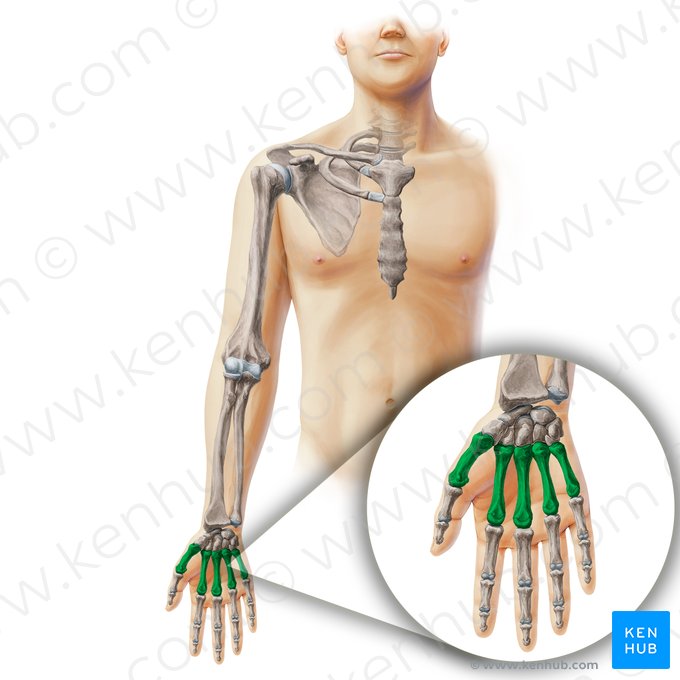 Metacarpal bones (Ossa metacarpi); Image: Paul Kim