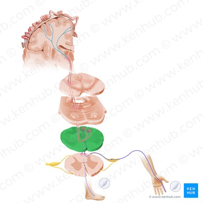 Medulla oblongata (Verlängertes Mark); Bild: Paul Kim