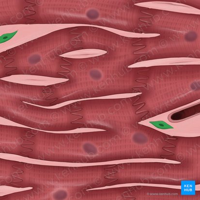 Fibroblast (Fibroblastus); Image: Tal Bavli Ziv