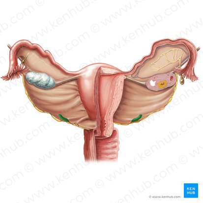 Uretère (Ureter); Image : Samantha Zimmerman