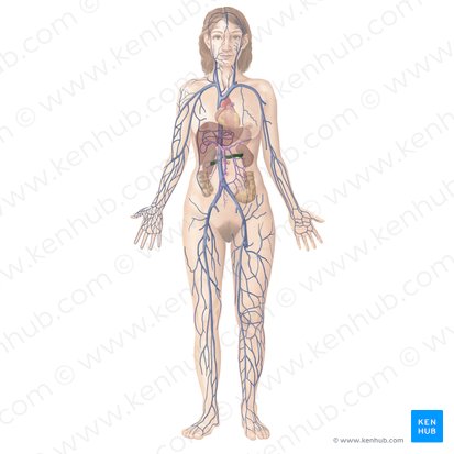 Renal vein (Vena renalis); Image: Begoña Rodriguez