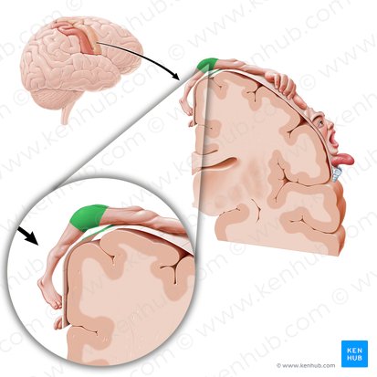 Corteza motora de la cadera (Cortex motorius regionis coxae); Imagen: Paul Kim